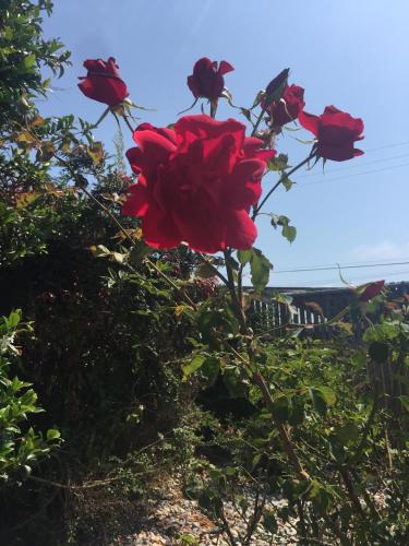 Hitching Post Studios Inn, Santa Cruz (zdjęcie 9)