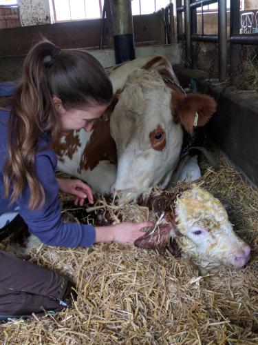  Maurachbauer in Stumm