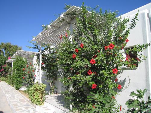 Surfing Beach Village Paros - image 6