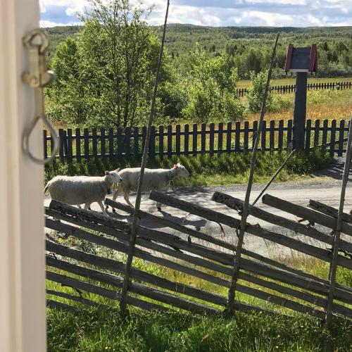 Gomobu Fjellstue - image 9