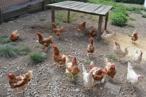 Gasthof Alte Tanne - image 5