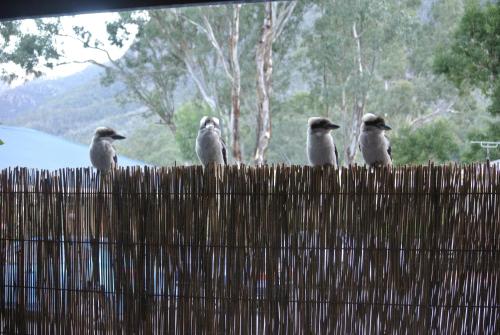 Kookaburra Motor Lodge