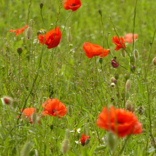 Fewo Rügen Böttger Fewo Rügen Böttger