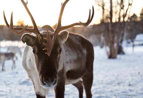 Wilderness Hotel Inari