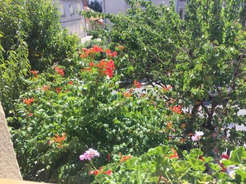 Violeta 7 Guest House - image 11