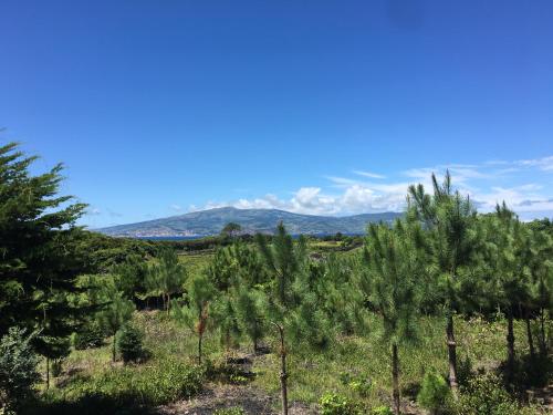  Home Pico - Casa dos Cedros (Alojamento local) in Criação Velha