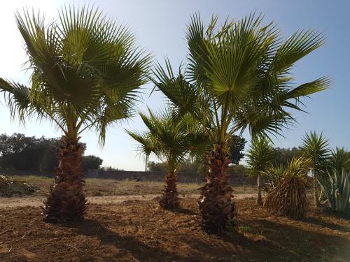 Antica Masseria Torre Mozza