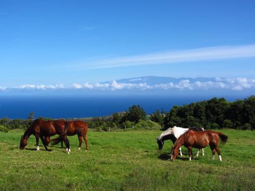 Kohala Lodge- Vacation Rental House