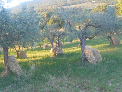B&B Il Sentiero di Assisi