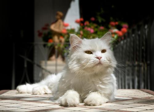 Albergo Gatto Bianco