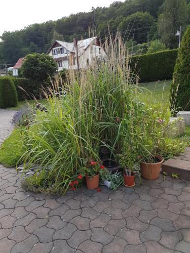 Ferienwohnung am Rennsteig bei Eisenach - Ilona Schmidt