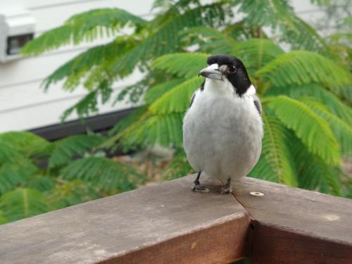 Eumundi Cottages - Cottage 2