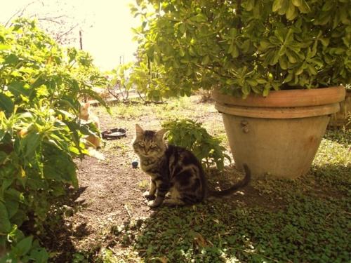 

Agriturismo Fattoria Etrusca