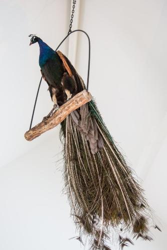 De Verloren Sinjoor - image 10