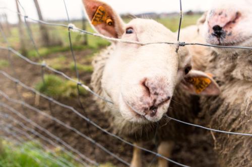  B&B Hoeve de Schapenkop in Ronse