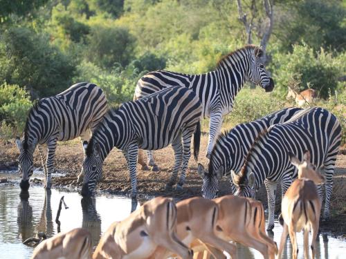 Makumu Private Game Lodge