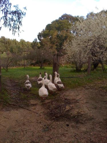 Bellbrae Harvest