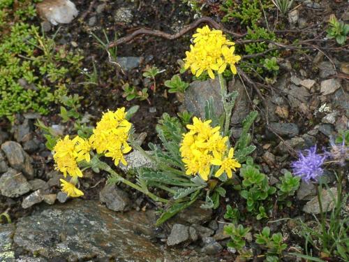 Almhotel Fichtenheim - image 5