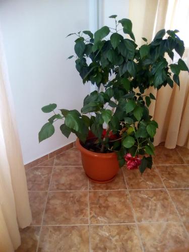 Casa Mara M8 - image 5