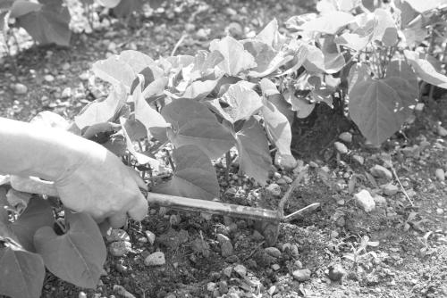Villa Maria - image 12