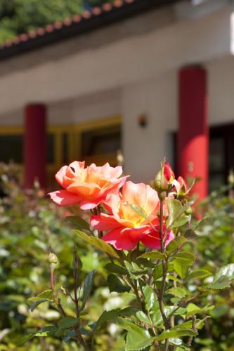 Kim Hotel Im Park - image 8