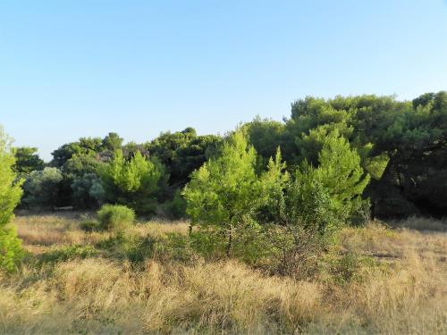 Villa Kristina - Artemida - image 8