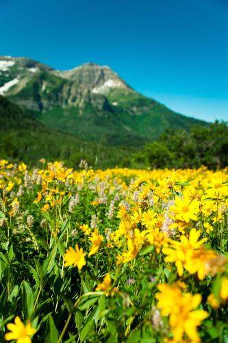 采尔马特Spa度假村标志精选酒店 采尔马特Spa度假村标志精选酒店