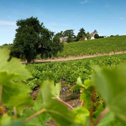 Château Soucherie