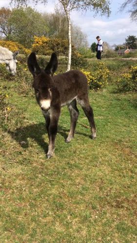 Durlston House in Lymington