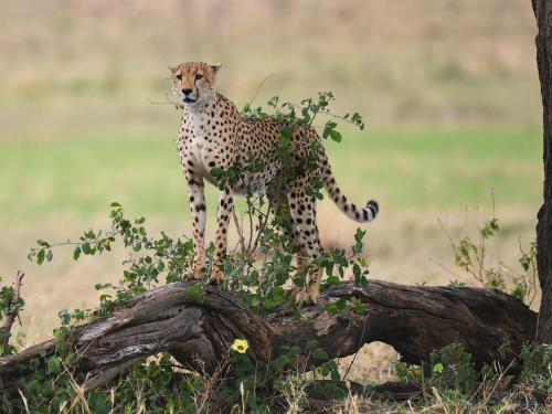 One Nature Nyaruswiga Serengeti