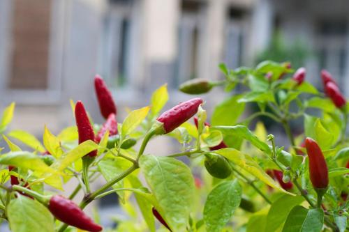 Ariel Studio Close to St. Stephen Basilica - main image