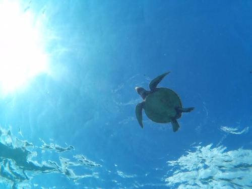 Ocean Villa Honey Miyakojima