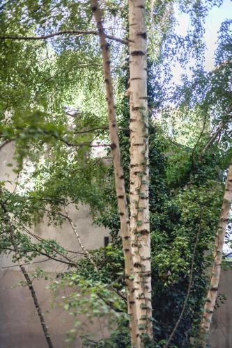 Centrally located 2-room apartment, Hannover (fotografie 8)