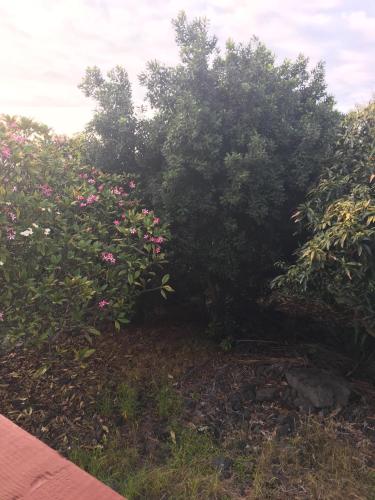 Ohana Hale - image 10