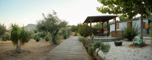 Olive Grove