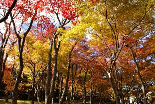 箱根约特罗庵附加旅馆 箱根约特罗庵附加旅馆