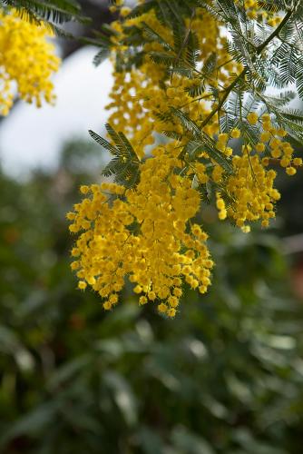 Hotel Villa Il Castagno - image 6
