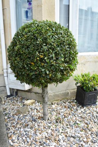 Bay Tree House - image 4