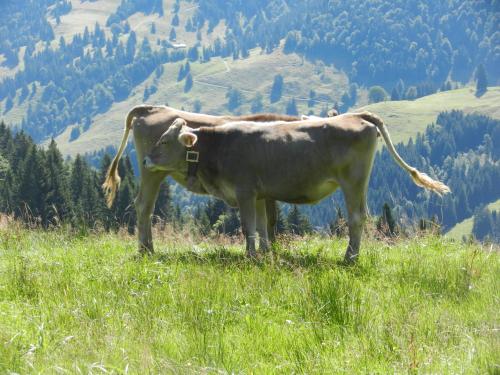 Appartement Bergfrieden
