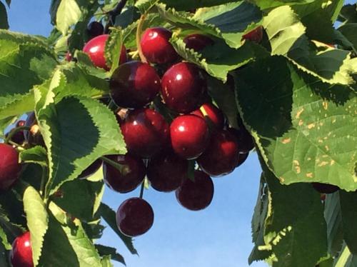 Ferienwohnungen Kössl