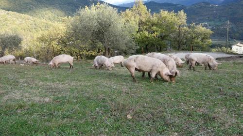 Valle del Belvedere - image 6