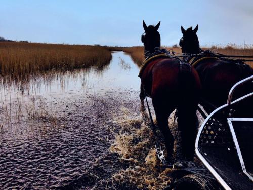 Hotel Nationalpark – Illmitz, LA