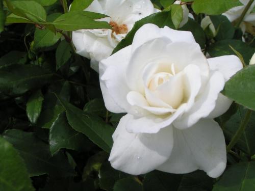 Rosa Arvensis