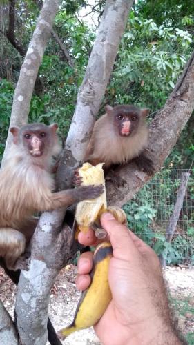Chacara Pousada Sagui in Cuiaba