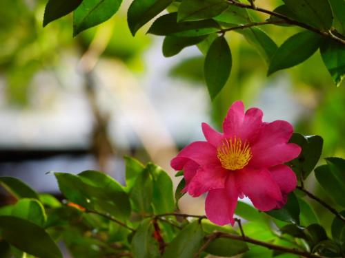 Nonohanatei komurasaki – Shimoda, KY