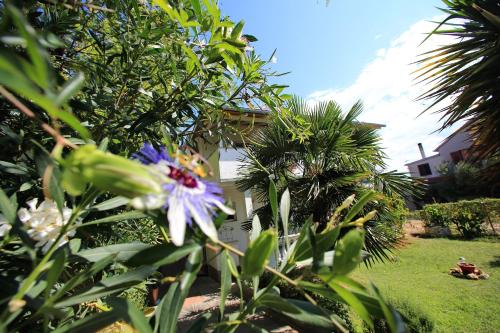  Apartments Nicol in Bibinje