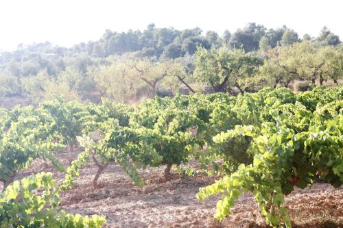 Hort de L'Aubert - image 5