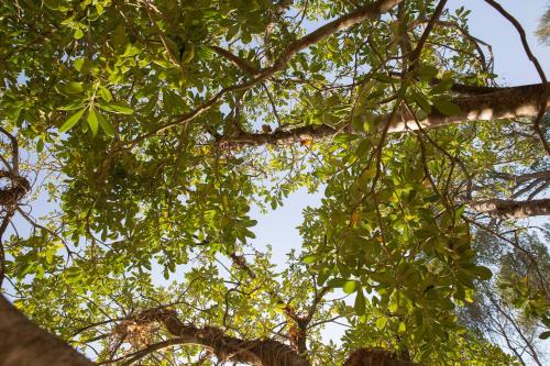 La Gariguette NIMES La campagne à la ville chambre d'hôte Nîmes