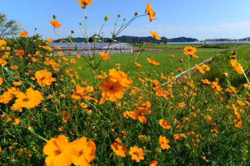 Haruno Guesthouse