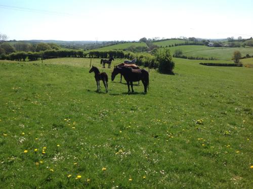 The Rock Equestrian Farm B&B